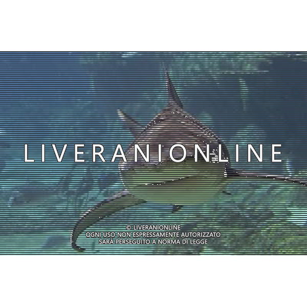 ARCHIVIO ALDO LIVERANI NELLA FOTO SQUALO AG ALDO LIVERANI