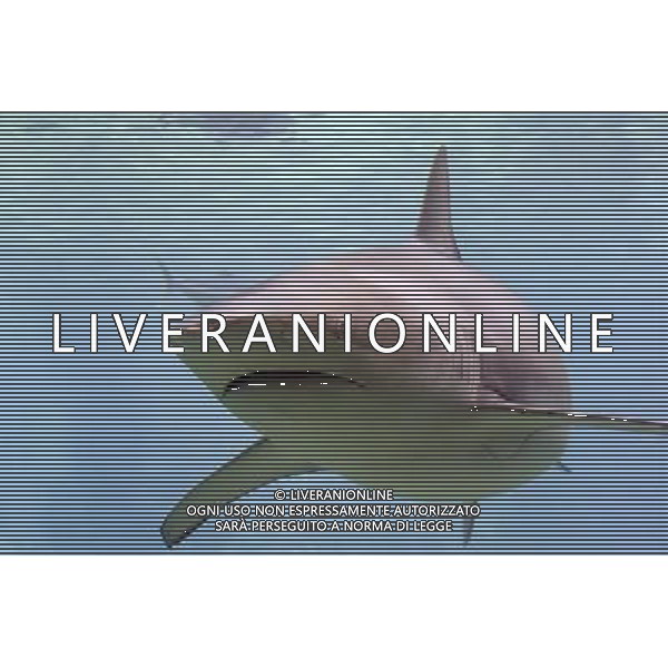 ARCHIVIO ALDO LIVERANI NELLA FOTO SQUALO AG ALDO LIVERANI