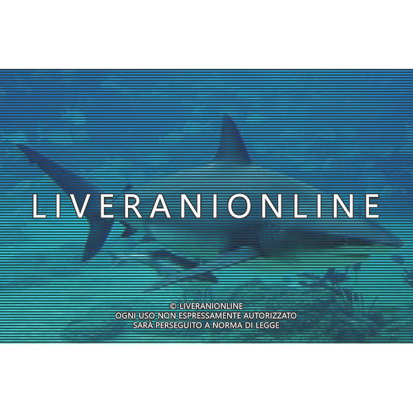 ARCHIVIO ALDO LIVERANI NELLA FOTO SQUALO AG ALDO LIVERANI