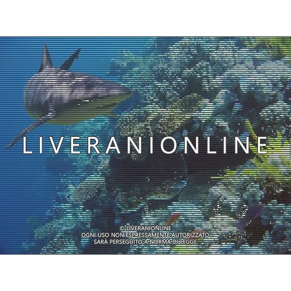 ARCHIVIO ALDO LIVERANI NELLA FOTO SQUALO AG ALDO LIVERANI