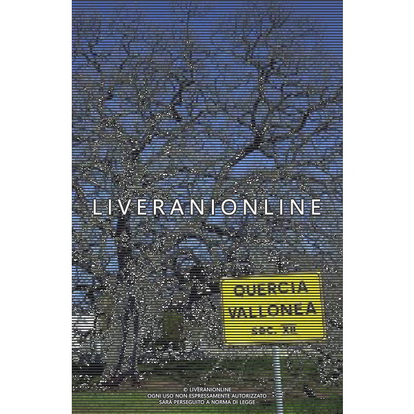 Tricase (Lecce) nella foto una veduta della Quercia Vallonea la sua chioma copre una superficie di circa 705 mq. ed una circonferenza del tronco di circa 4,25 mt.. ( calciatore)* foto Fabio Serino/Ag. Aldo Liverani s.a.s.
