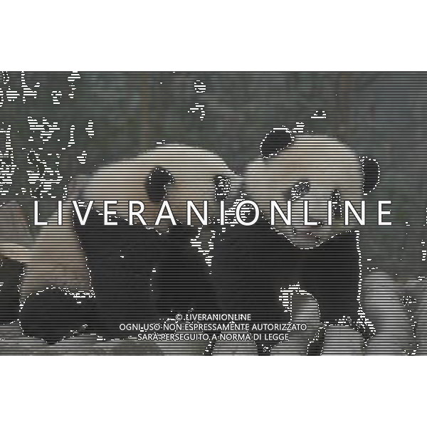 YA\'AN - FEBRUARY 12: Panda cubs play in the panda kindergarten at the Bifengxia Base of China Panda Protection and Research Center in Ya\'an of southwest China\'s Sichuan province on Thursday, Feb. 12, 2009. 13 panda cubs, born at the Bifengxia base since July 6, moved into the panda kindergarten at the base. More than 30 giant pandas were transferred to the Bifengxia base from the Chinese Giant Panda Research and Protection Center in Wolong of Sichuan after the May 12 massive quake, according to Xinhua.(Photo By Luo Xiaoyun/ColorChinaPhoto) - AG. ALDO LIVERANI SAS ITALY ONLY PANDA GIGANTI