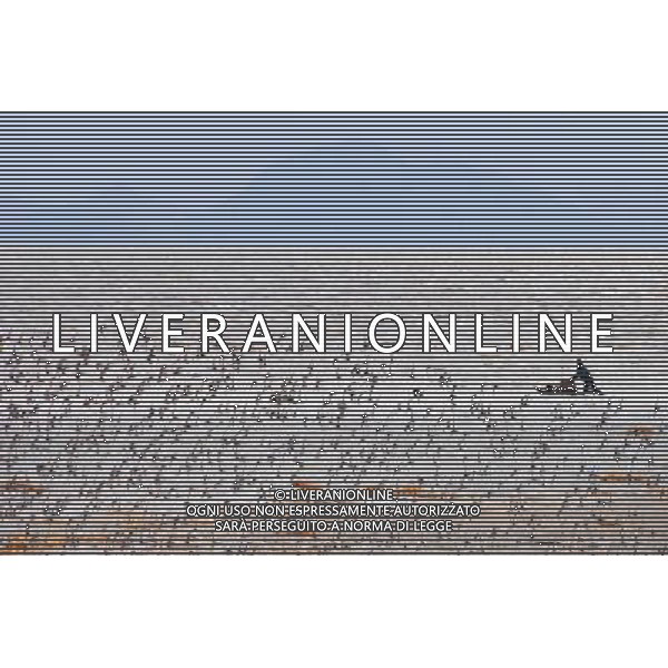 GANYU - FEBRUARY 17: Seabirds look for food at the beach in Ganyu county of east China\'s Jiangsu province Tuesday, Feb. 17, 2009. Thousands of sea-gulls, salanganes and ossifrages migrated to the beach at Ganyu county in the winter. Ganyu County is the famous aquaculture county along China¡¯s coastline and has the first provincial level marine economic development zone focusing on marine industries in Jiangsu Province.(Photo By Si Wei/ColorChinaPhoto) - AG. ALDO LIVERANI SAS ITALY ONLY