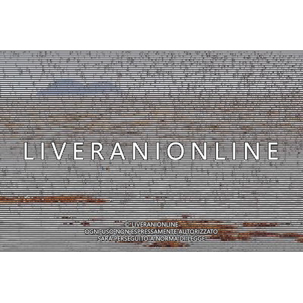 GANYU - FEBRUARY 17: Seabirds look for food at the beach in Ganyu county of east China\'s Jiangsu province Tuesday, Feb. 17, 2009. Thousands of sea-gulls, salanganes and ossifrages migrated to the beach at Ganyu county in the winter. Ganyu County is the famous aquaculture county along China¡¯s coastline and has the first provincial level marine economic development zone focusing on marine industries in Jiangsu Province.(Photo By Si Wei/ColorChinaPhoto) - AG. ALDO LIVERANI SAS ITALY ONLY