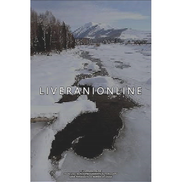 KANAS - MARCH 6: A view of the snow-covered Hemu village at the Kanas nature reserve in Xinjiang Uygur Autonomous Region, China on Friday, March 6, 2009. Sharing borders with Kazakhstan, Russia and Mongolia, Kanas Nature Reserve boasts a beautiful natural ecosystem formed by lakes, rivers, glaciers, forests, and grasslands. Hemu Village, ranked by China National Geography as one of the six most beautiful villages in China, is one of the three residences of the Tuva Mongol in the country. The Tuva Mongol of Hemu Village lives in frame houses half-buried in the ground to resist the chillness of winter. They believe in Buddhism and have well preserved the traditional beliefs of their tribe.(Photo By Zhou You/ColorChinaPhoto) - AG. ALDO LIVERANI SAS ITALY ONLY