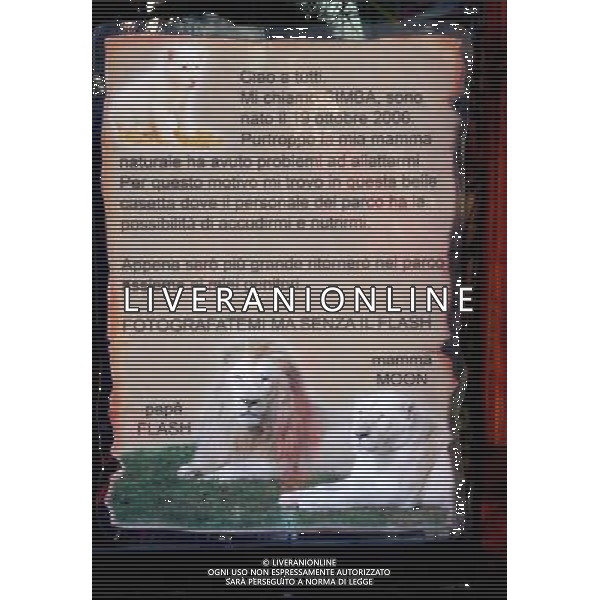 POMBIA (NOVARA) 13/02/2007 NUOVO ZOO SAFARI PARK - LEONE BIANCO E\' NATO SIMBA IL LEONCINO BIANCO FIGLIO DI FLASH E MOON Ph. RECALCATI/AG. ALDO LIVERANI SAS