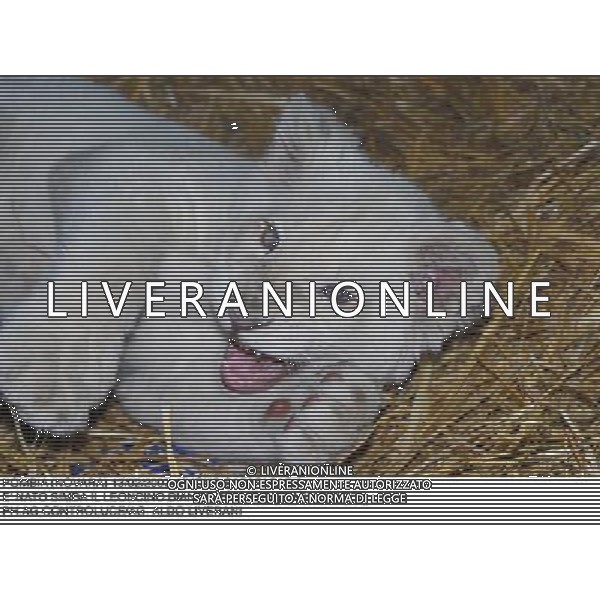 POMBIA (NOVARA) 13/02/2007 NUOVO ZOO SAFARI PARK - LEONE BIANCO SIMBA IL LEONCINO BIANCO FIGLIO DI FLASH E MOON Ph. RECALCATI/AG. ALDO LIVERANI SAS