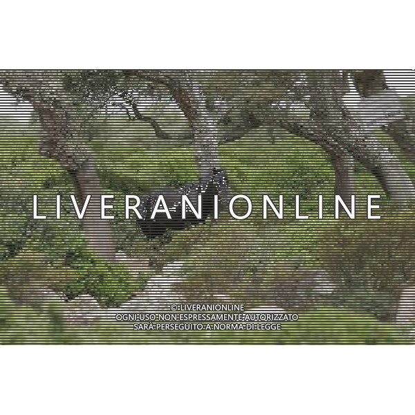 Gesturi (Sardegna) 25/06/2006 altopiano della Giara di Gesturi Jara nella foto cavallini della Giara che vivono allo stato brado - animali natura reportage Ph Locci/Ag. Aldo Liverani Sas