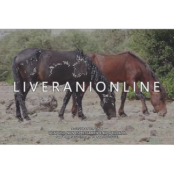 Gesturi (Sardegna) 25/06/2006 altopiano della Giara di Gesturi Jara nella foto cavallini della Giara che vivono allo stato brado - animali natura reportage Ph Locci/Ag. Aldo Liverani Sas