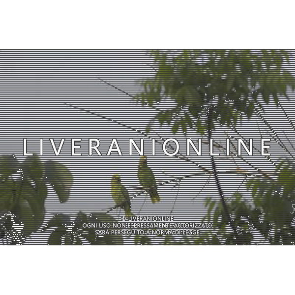 PAPPAGALLO AMAZZONE FRONTE GIALLA YELLOW-HEADED PARROTS YELLOW-HEADED or YELLOW-CROWNED PARROT pair Amazona ochrocephala Barinas region, Venezuela. Photographer: Lee Dalton - NHPA/Photoshot - Ag. Aldo Liverani sas ITALY ONLY