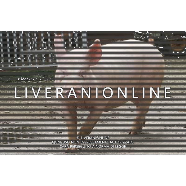 Maiale - Maiali - Suini - 2009 ph garbuio/Ag. Aldo Liverani Sas