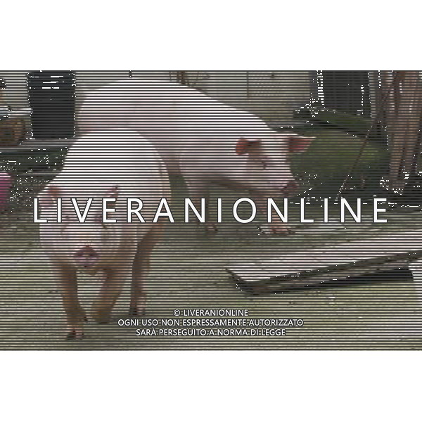 Maiale - Maiali - Suini - 2009 ph garbuio/Ag. Aldo Liverani Sas