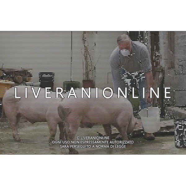 Maiale - Maiali - Allevatore di Suini - 2009 ph garbuio/Ag. Aldo Liverani Sas