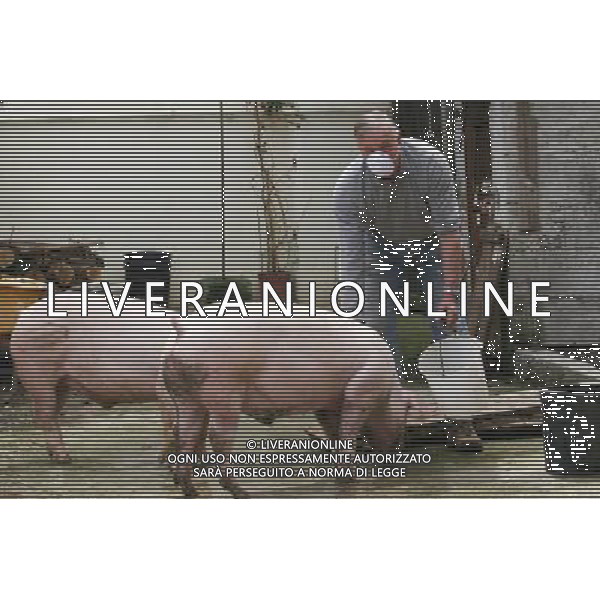 Maiale - Maiali - Allevatore di Suini - 2009 ph garbuio/Ag. Aldo Liverani Sas