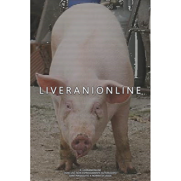 Maiale - Maiali - Suini - 2009 ph garbuio/Ag. Aldo Liverani Sas