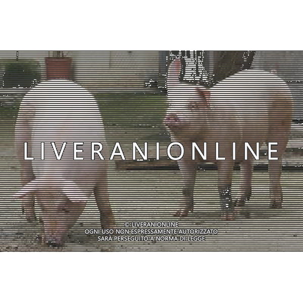 Maiale - Maiali - Suini - 2009 ph garbuio/Ag. Aldo Liverani Sas