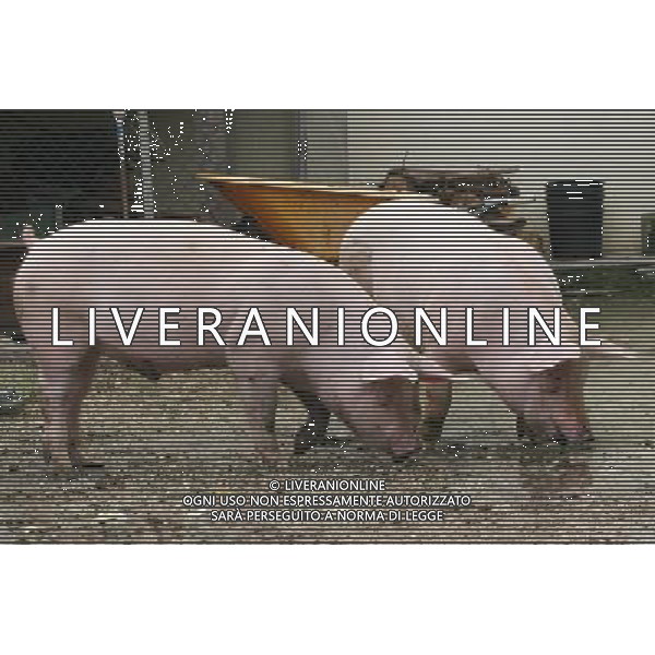 Maiale - Maiali - Suini - 2009 ph garbuio/Ag. Aldo Liverani Sas