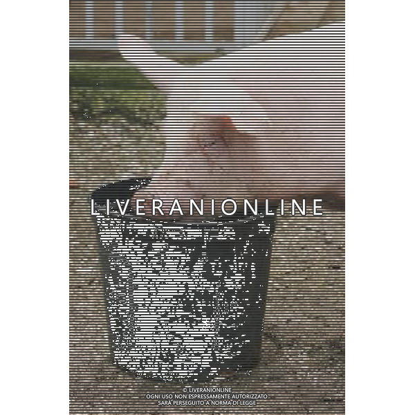 Maiale - Maiali - Suini - 2009 ph garbuio/Ag. Aldo Liverani Sas