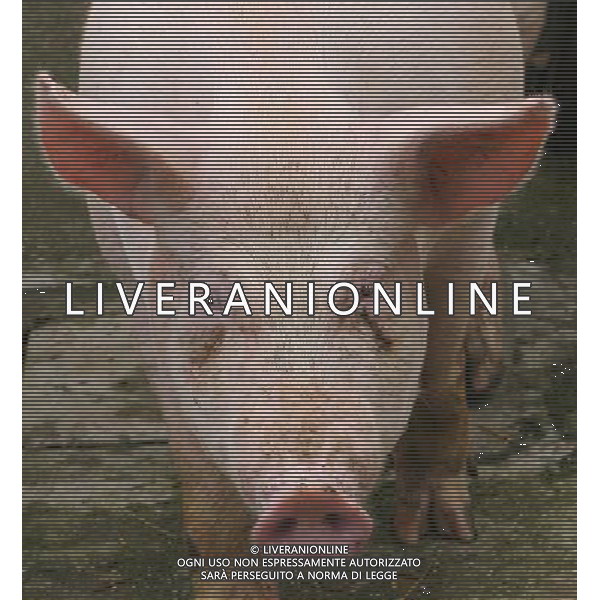 Maiale - Maiali - Suini - 2009 ph garbuio/Ag. Aldo Liverani Sas