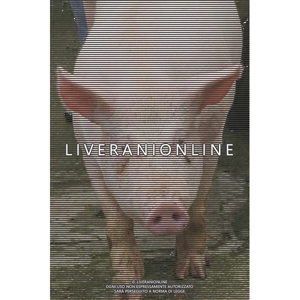 Maiale - Maiali - Suini - 2009 ph garbuio/Ag. Aldo Liverani Sas