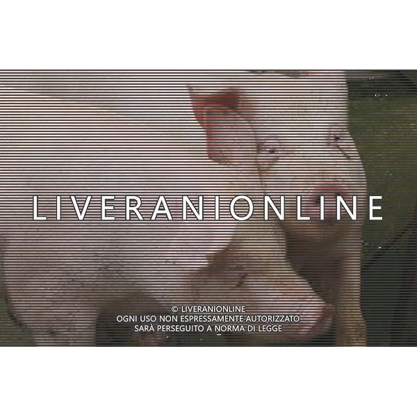 Maiale - Maiali - Suini - 2009 ph garbuio/Ag. Aldo Liverani Sas