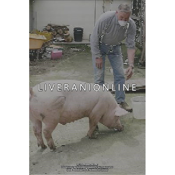 Maiale - Maiali - Allevatore di Suini - 2009 ph garbuio/Ag. Aldo Liverani Sas