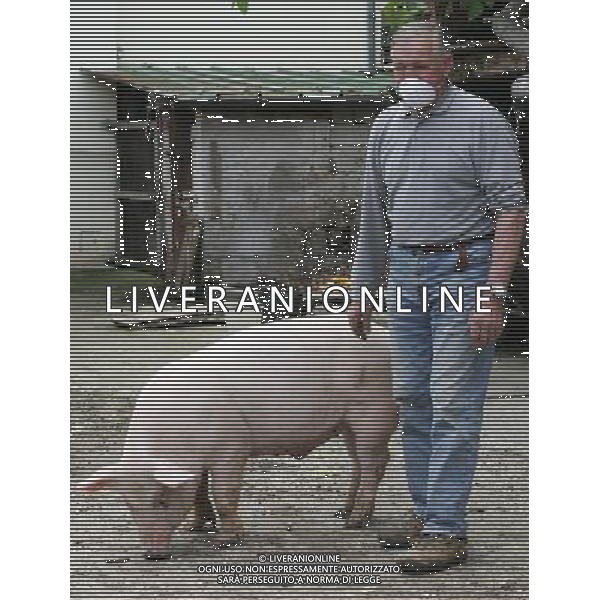 Maiale - Maiali - Allevatore di Suini - 2009 ph garbuio/Ag. Aldo Liverani Sas