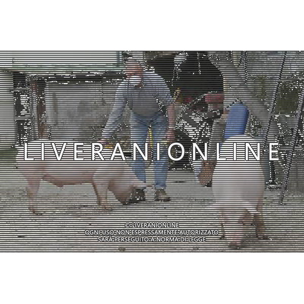 Maiale - Maiali - Allevatore di Suini - 2009 ph garbuio/Ag. Aldo Liverani Sas