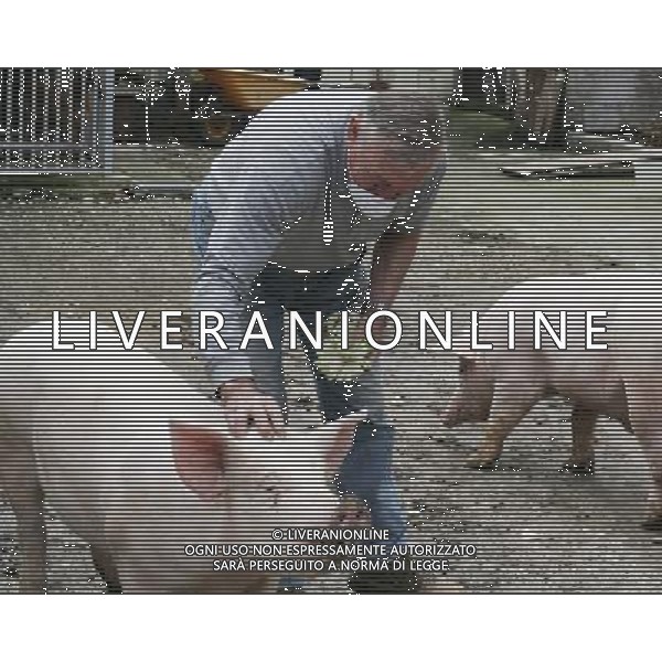 Maiale - Maiali - Allevatore di Suini - 2009 ph garbuio/Ag. Aldo Liverani Sas