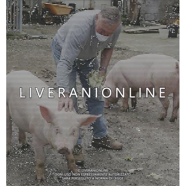 Maiale - Maiali - Allevatore di Suini - 2009 ph garbuio/Ag. Aldo Liverani Sas