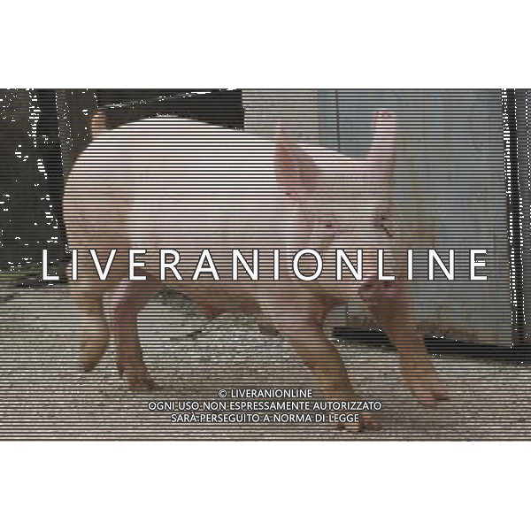 Maiale - Maiali - Suini - 2009 ph garbuio/Ag. Aldo Liverani Sas