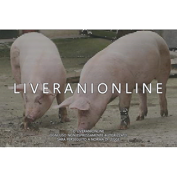 Maiale - Maiali - Suini - 2009 ph garbuio/Ag. Aldo Liverani Sas