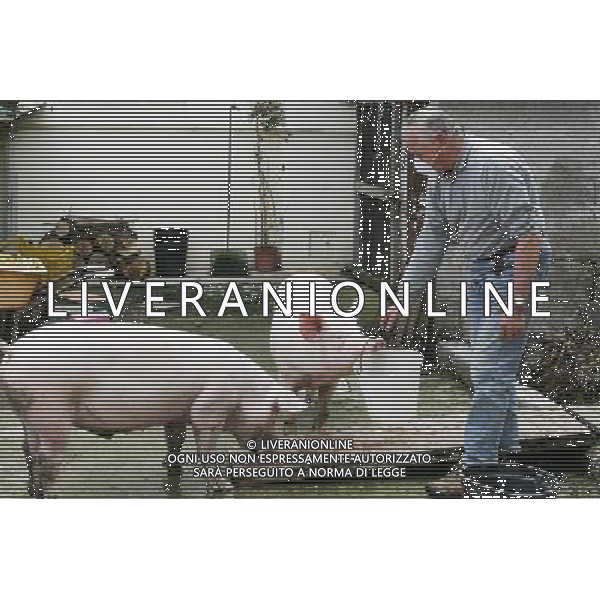 Maiale - Maiali - Allevatore di Suini - 2009 ph garbuio/Ag. Aldo Liverani Sas