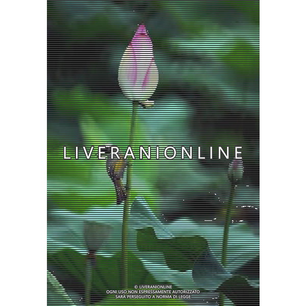 TAIPEI ( CINA) FIORE DI LOTO ( Nelumbo nucifera) © Wu Ching-teng - Xinhua/Photoshot - Ag. Aldo Liverani sas ITALY ONLY