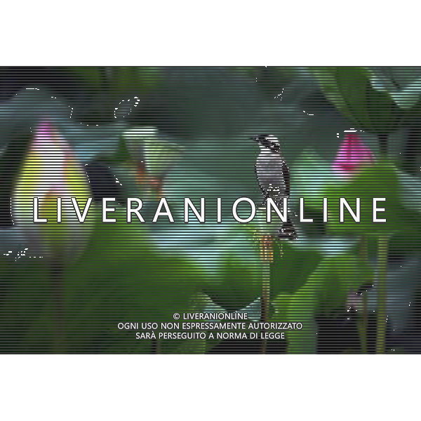 TAIPEI ( CINA) FIORE DI LOTO ( Nelumbo nucifera) © Wu Ching-teng - Xinhua/Photoshot - Ag. Aldo Liverani sas ITALY ONLY