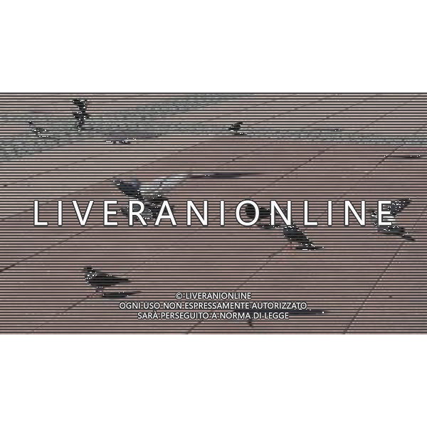 La Citta\' di Helsingborg - Svezia 2009 nella foto piccioni alla Stazione di Goteborg ©Vitez/Agenzia Aldo Liverani Sas