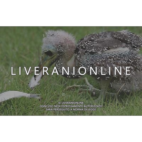 Nel Nanning Zoo in Cina  nato in incubazione un cucciolo di airone Gorsachius magnificus. L\'animale rappresenta una delle specie con pi alto rischio di estinzione al mondo, il suo codice sul report delle razze a rischio  rosso, e gli operatori del parco stanno assitendo l\'animale attraverso l\'alimentazione artificiale. © Ji Jianghong/ColorChinaPhoto- Ag. Aldo Liverani sas ITALY ONLY