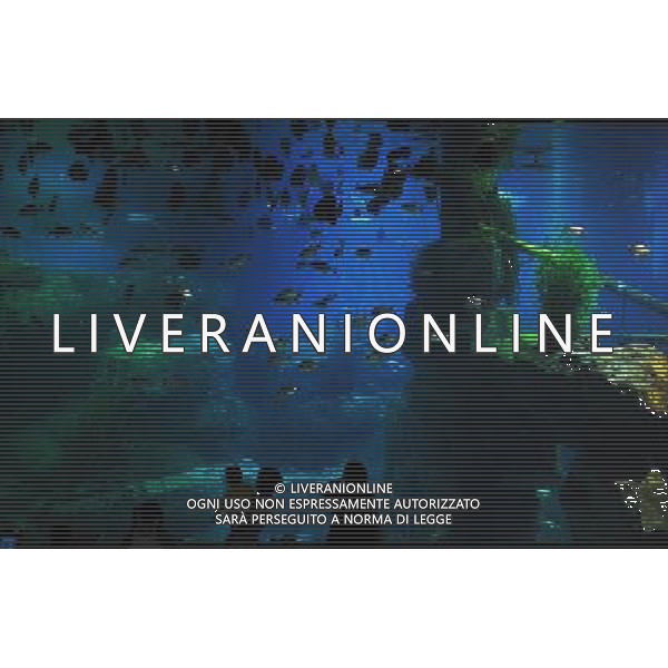 Tourists visit an aquarium in Chengdu, southwest China\'s Sichuan province on Saturday, Aug. 15, 2009. Chengdu invested more than 1.35 billion yuan to build two ocean parks in order to boost local tourism.(Photo By Evens Lee/ColorChinaPhoto) /Agenzia Aldo Liverani Sas - ITALY ONLY -