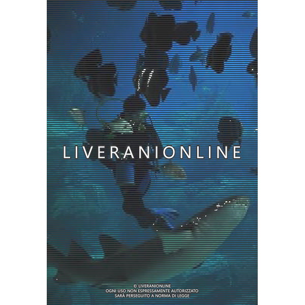 A worker feeds fish in an aquarium in Chengdu, southwest China\'s Sichuan province on Saturday, Aug. 15, 2009. Chengdu invested more than 1.35 billion yuan to build two ocean parks in order to boost local tourism.(Photo By Evens Lee/ColorChinaPhoto) /Agenzia Aldo Liverani Sas - ITALY ONLY -