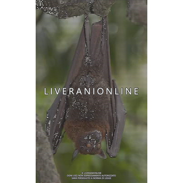 Large or Greater Flying Fox (Pteropus vampyrus) or Kalang. From South East Asia (including; Cambodia, Indonesia, Malaysia, Borneo, Myanmar, Philippines and Thailand). Photographed in captivity at Singapore Zoo. Scientists are urging the government of Malaysia to ban the hunting of the world\'s largest fruit bat. Researchers say the large flying fox will be wiped out on the Malaysian peninsula if the current unsustainable level of hunting continues. La volpe volante maggiore, pipistrello in via d\'estinzione, della famiglia degli Pteropodidi che vive in Malaysia. /Agenzia Aldo Liverani Sas - ITALY ONLY -