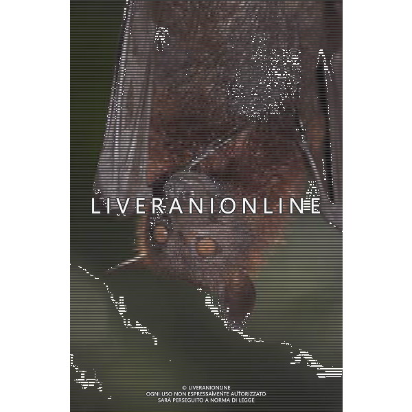 MALAYAN FRUIT BAT or FLYING FOX Pteropus vampyrus Captive. Scientists are urging the government of Malaysia to ban the hunting of the world\'s largest fruit bat. Researchers say the large flying fox will be wiped out on the Malaysian peninsula if the current unsustainable level of hunting continues. La volpe volante maggiore, pipistrello in via d\'estinzione, della famiglia degli Pteropodidi che vive in Malaysia. /Agenzia Aldo Liverani Sas - ITALY ONLY -
