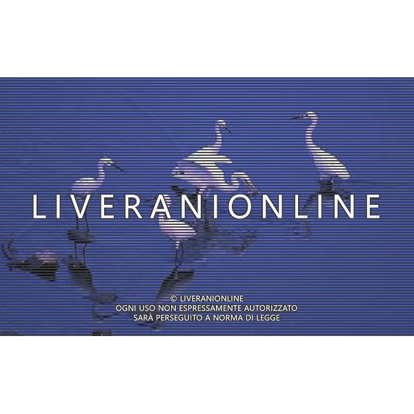 AIRONI © Zhao Zhongzhi - Xinhua - Photoshot - Ag. Aldo Liverani sas ITALY ONLY