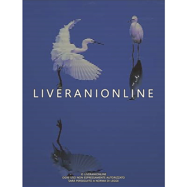 AIRONI © Zhao Zhongzhi - Xinhua - Photoshot - Ag. Aldo Liverani sas ITALY ONLY