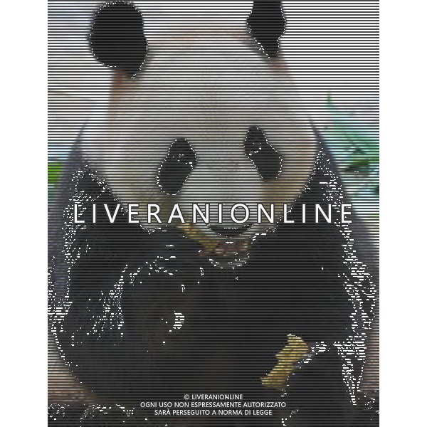 (091003) -- GUANGZHOU, Oct. 3, 2009 -- A giant panda eats a mooncake at the Xiangjiang Safari Park in Guangzhou, capital of south China\'s Guangdong Province, on Oct. 3, 2009. Workers at the park prepared bamboo powder mooncakes for giant pandas to let them enjoy Chinese traditional Mid-Autumn Festival on Saturday. Lu Hanxin) (lr) /Agenzia Aldo Liverani Sas - ITALY ONLY -