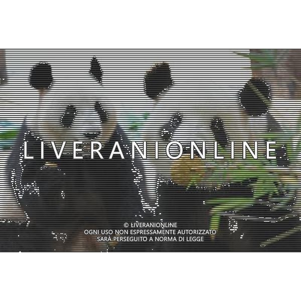 (091003) -- GUANGZHOU, Oct. 3, 2009 -- Giant pandas eat mooncakes at the Xiangjiang Safari Park in Guangzhou, capital of south China\'s Guangdong Province, on Oct. 3, 2009. Workers at the park prepared bamboo powder mooncakes for giant pandas to let them enjoy Chinese traditional Mid-Autumn Festival on Saturday. Lu Hanxin) (lr) /Agenzia Aldo Liverani Sas - ITALY ONLY -