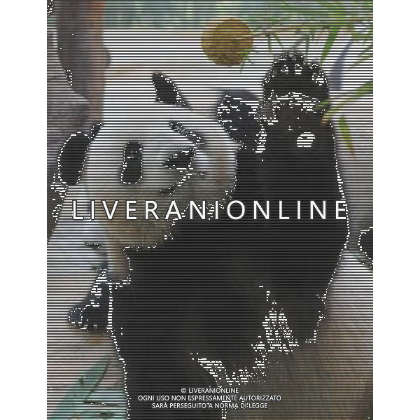 (091003) -- GUANGZHOU, Oct. 3, 2009 -- A giant panda takes a mooncake at the Xiangjiang Safari Park in Guangzhou, capital of south China\'s Guangdong Province, on Oct. 3, 2009. Workers at the park prepared bamboo powder mooncakes for giant pandas to let them enjoy Chinese traditional Mid-Autumn Festival on Saturday. Lu Hanxin) (lr) /Agenzia Aldo Liverani Sas - ITALY ONLY -