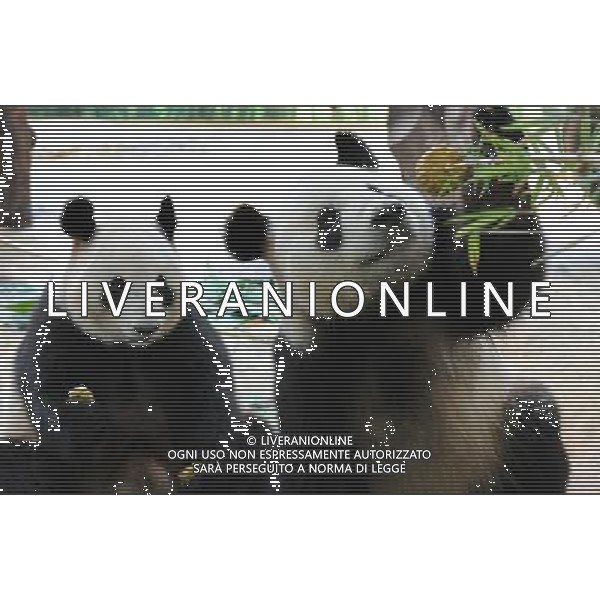 (091003) -- GUANGZHOU, Oct. 3, 2009 -- Giant pandas eat mooncakes at the Xiangjiang Safari Park in Guangzhou, capital of south China\'s Guangdong Province, on Oct. 3, 2009. Workers at the park prepared bamboo powder mooncakes for giant pandas to let them enjoy Chinese traditional Mid-Autumn Festival on Saturday. Lu Hanxin) (lr) /Agenzia Aldo Liverani Sas - ITALY ONLY -