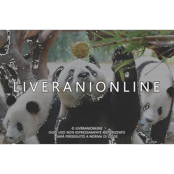 (091003) -- GUANGZHOU, Oct. 3, 2009 -- A giant panda takes a mooncake at the Xiangjiang Safari Park in Guangzhou, capital of south China\'s Guangdong Province, on Oct. 3, 2009. Workers at the park prepared bamboo powder mooncakes for giant pandas to let them enjoy Chinese traditional Mid-Autumn Festival on Saturday. Lu Hanxin) (lr) /Agenzia Aldo Liverani Sas - ITALY ONLY -