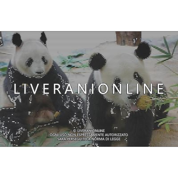 (091003) -- GUANGZHOU, Oct. 3, 2009 -- Giant pandas eat mooncakes at the Xiangjiang Safari Park in Guangzhou, capital of south China\'s Guangdong Province, on Oct. 3, 2009. Workers at the park prepared bamboo powder mooncakes for giant pandas to let them enjoy Chinese traditional Mid-Autumn Festival on Saturday. Lu Hanxin) (lr) /Agenzia Aldo Liverani Sas - ITALY ONLY -