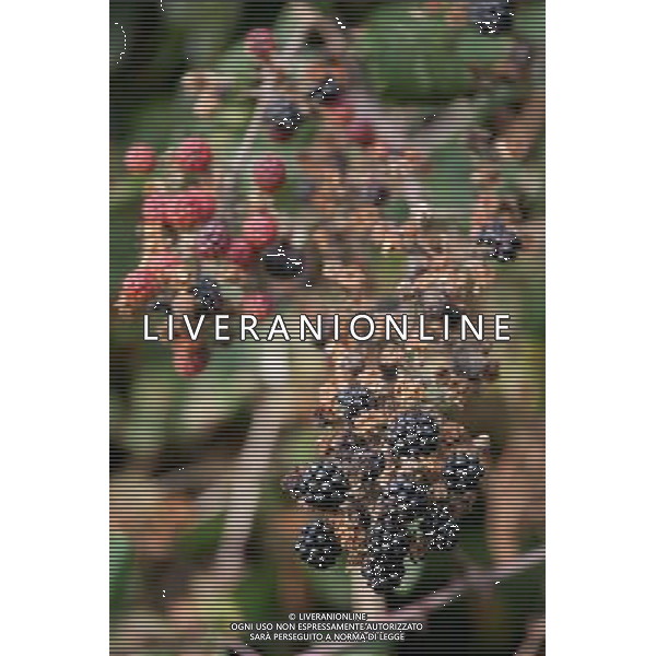 Hedgerow fruits in October. A damp early start to the year followed by plenty of sunshine has created a bumper crop for wildlife. Date: 13.10.2009 Siepi e cespugli di rovi con i frutti rossi e neri selvatici tipici della stagione autunnale /Agenzia Aldo Liverani Sas - ITALY ONLY -